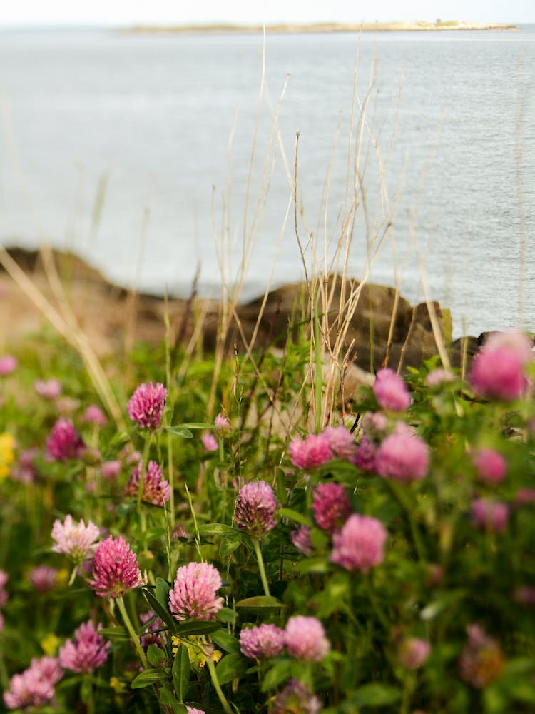 Clover By The Sea