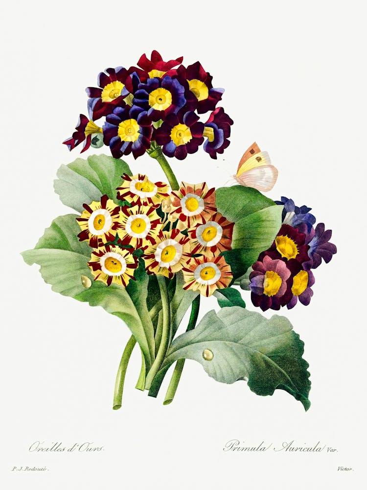 Primula Auricula, Pierre Joseph Redoute