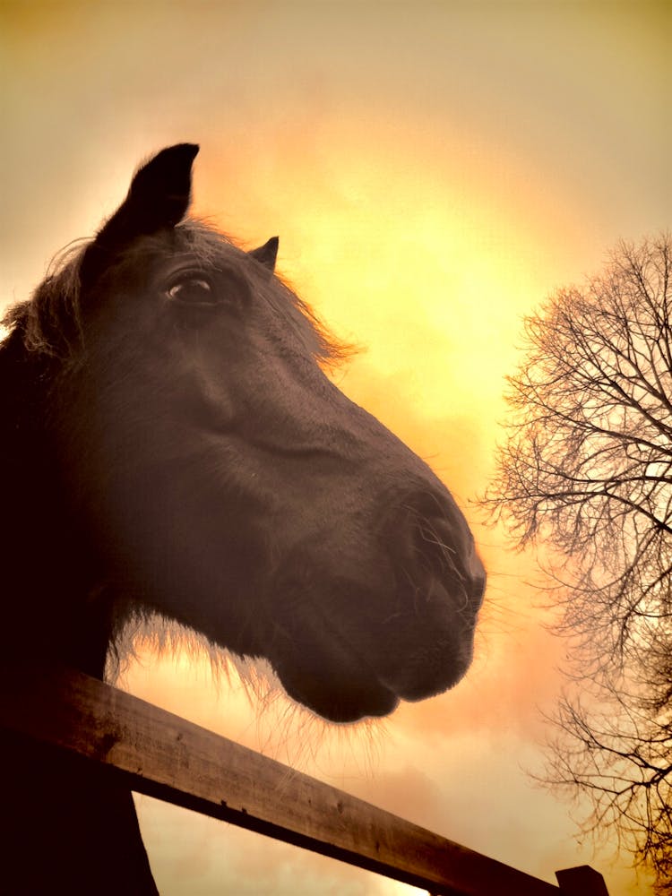 Sunset Horse 1