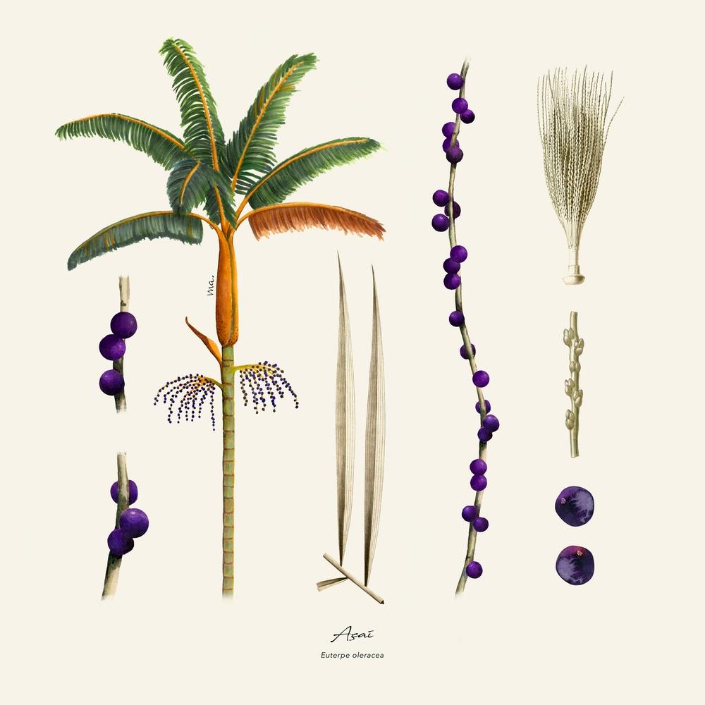 Açaí Poster