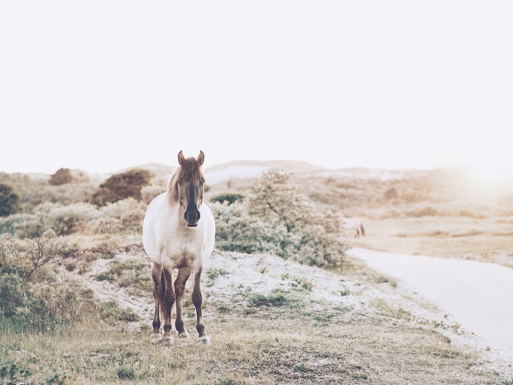 Coastal Pony