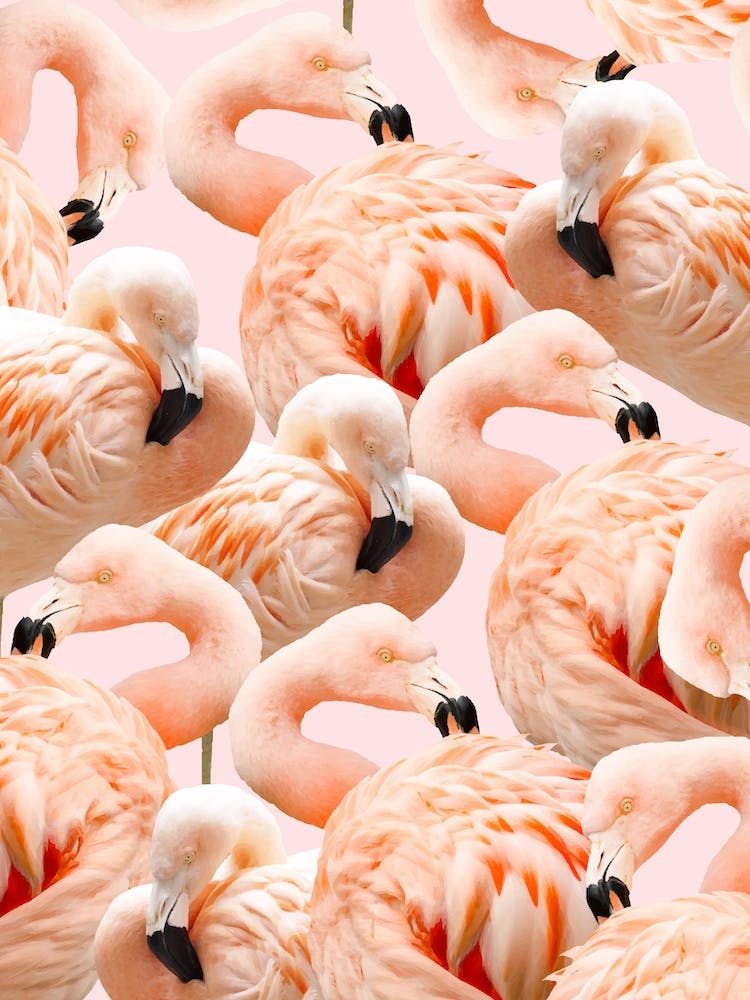 Flamingo Blush In