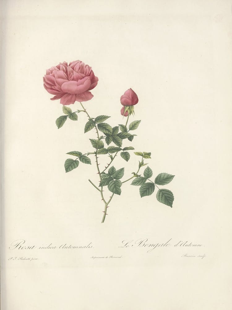 Rose Illustration, Pierre Joseph Redoute (70)