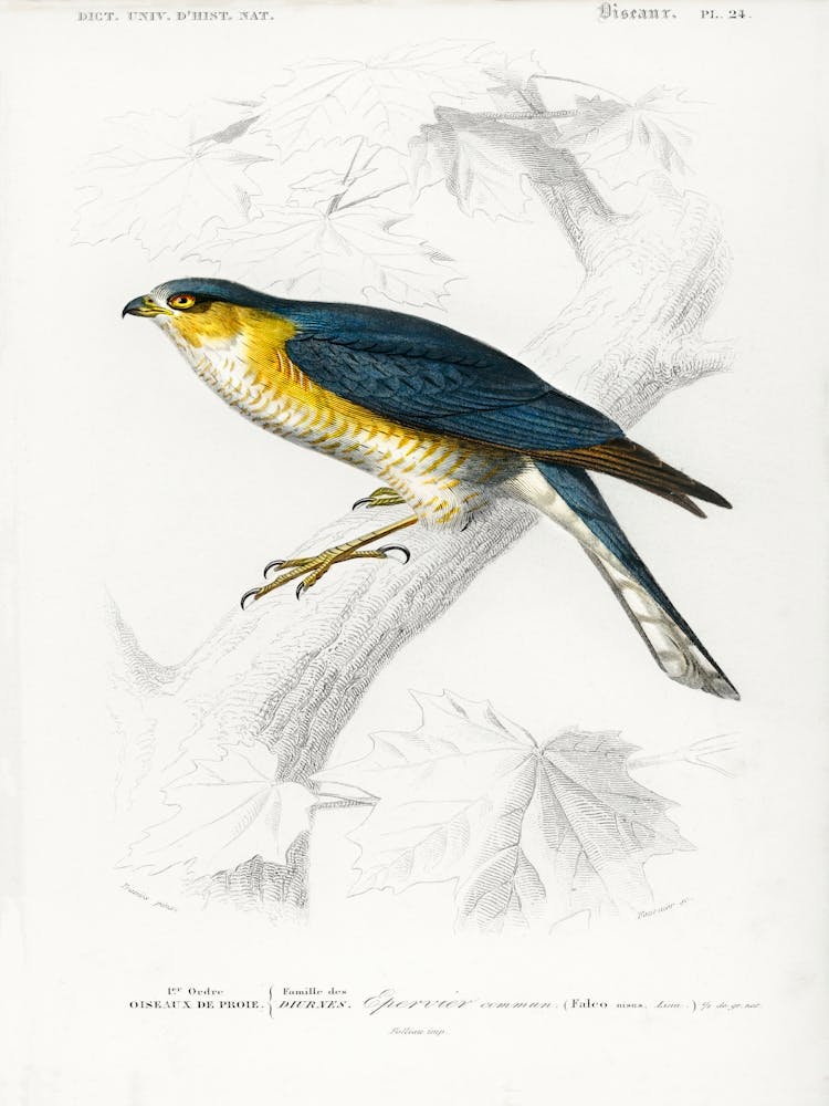 Eurasian Sparrowhawk (Accipiter Nisus), Charles Dessalines D' Orbigny