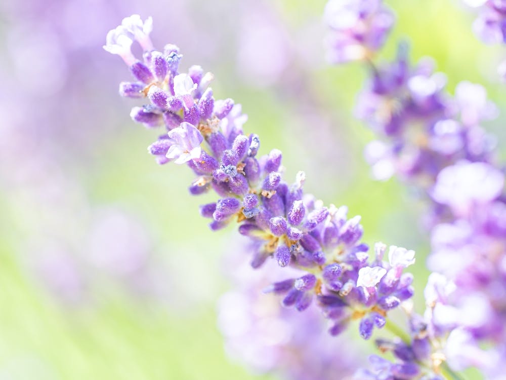 Purple Lavender Flowers