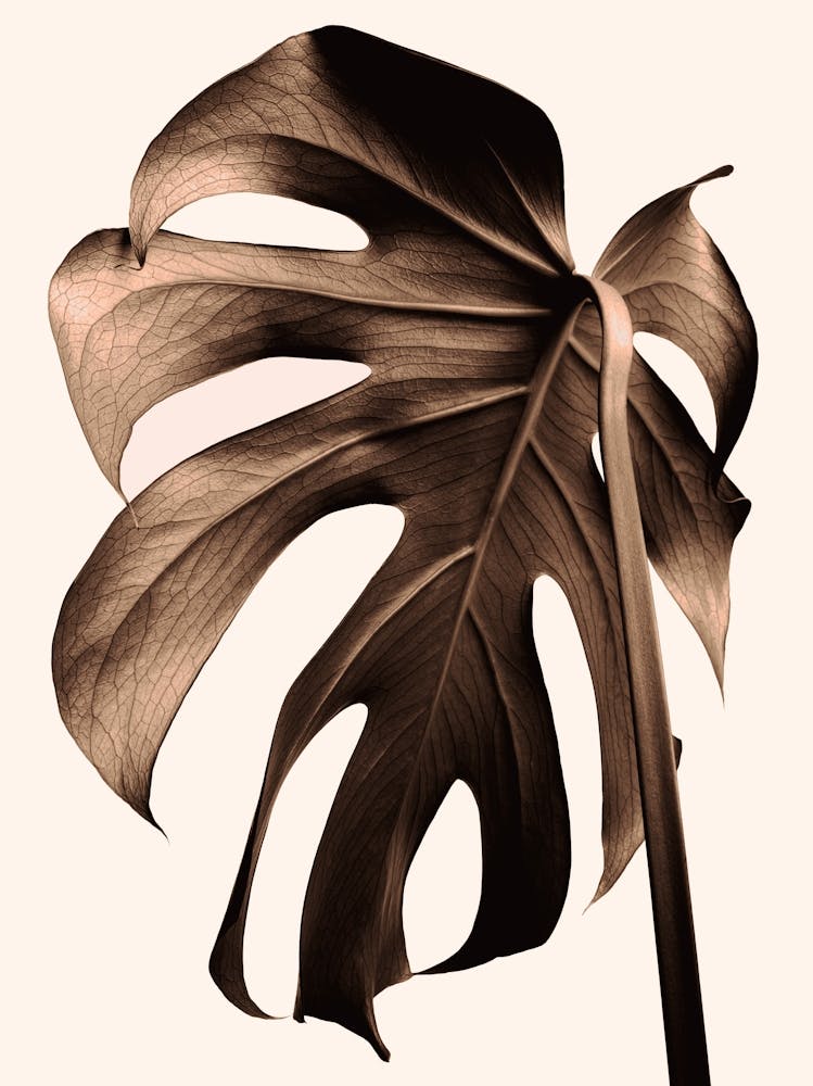 Monstera Leaf Brown_2242697