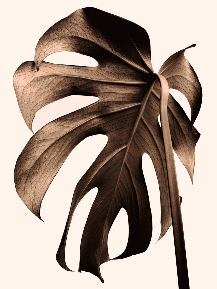 Monstera Leaf Brown_2242697
