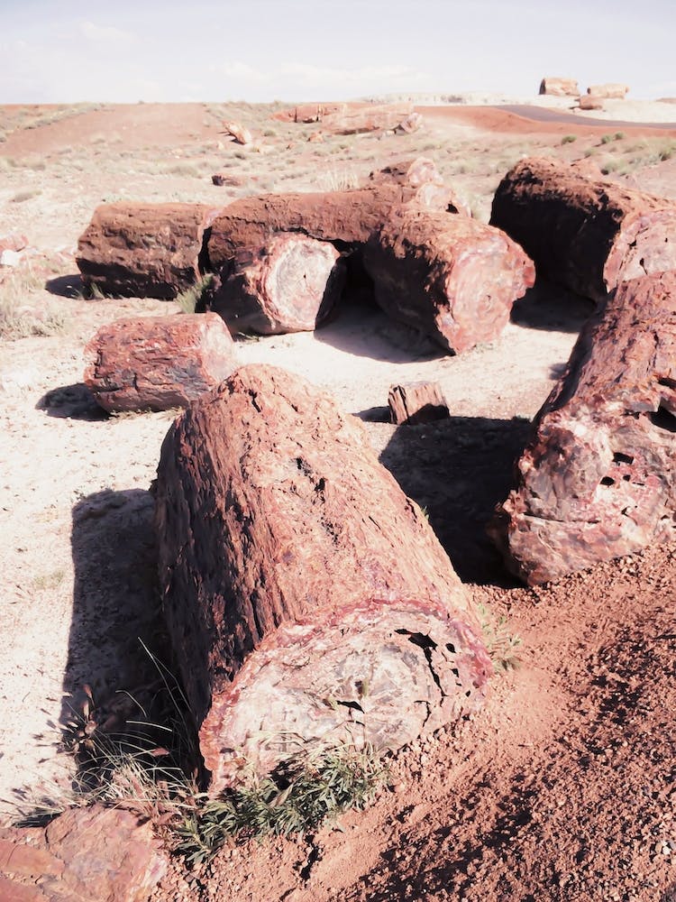 Petrified Wood
