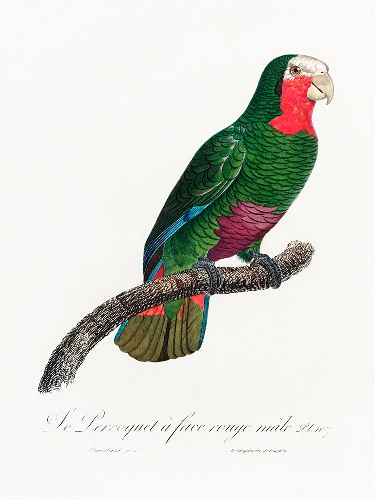 The Cuban Amazon From Natural History Of Parrots, Francois Levaillant 1