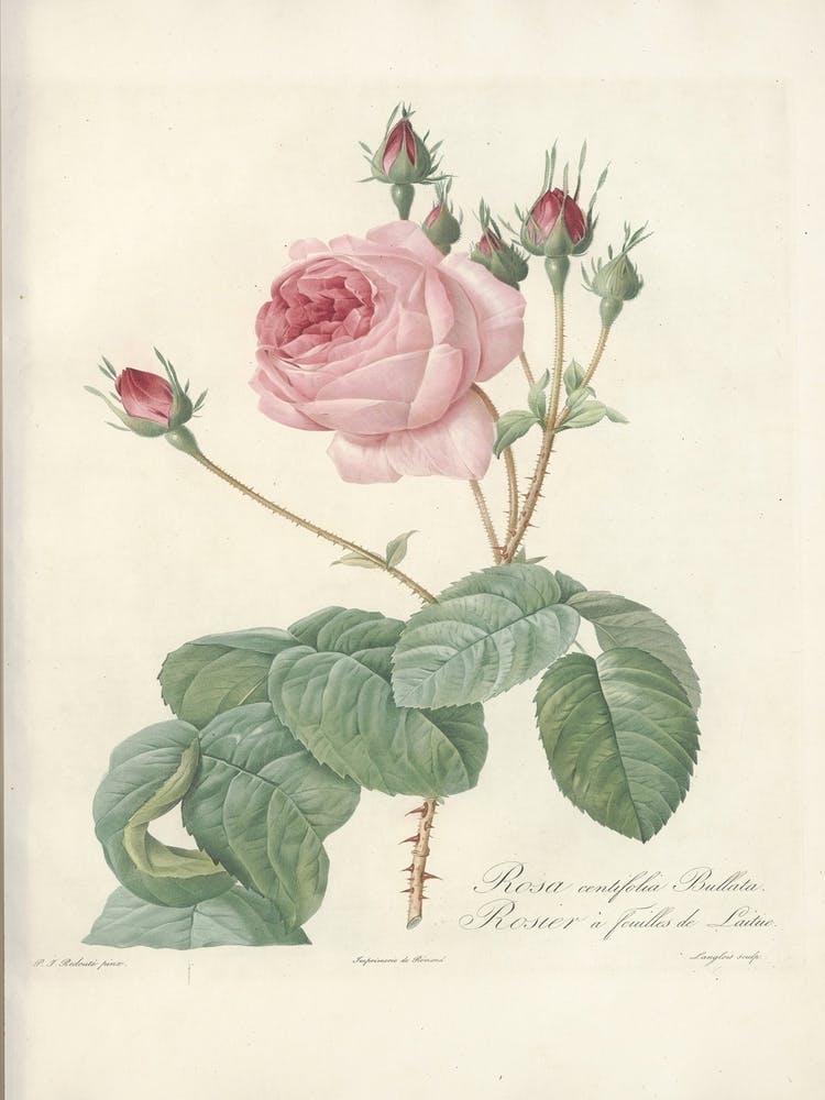 Illustration de Rose, Pierre Joseph Redoute(98)
