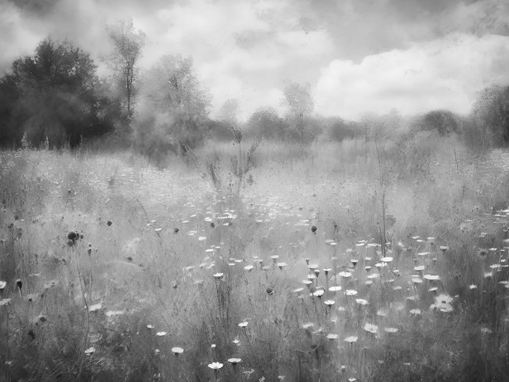 Daisy Field