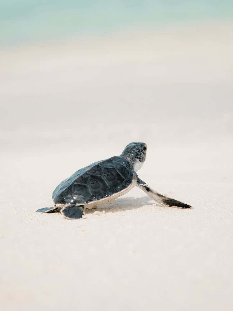Baby Sea Turtle