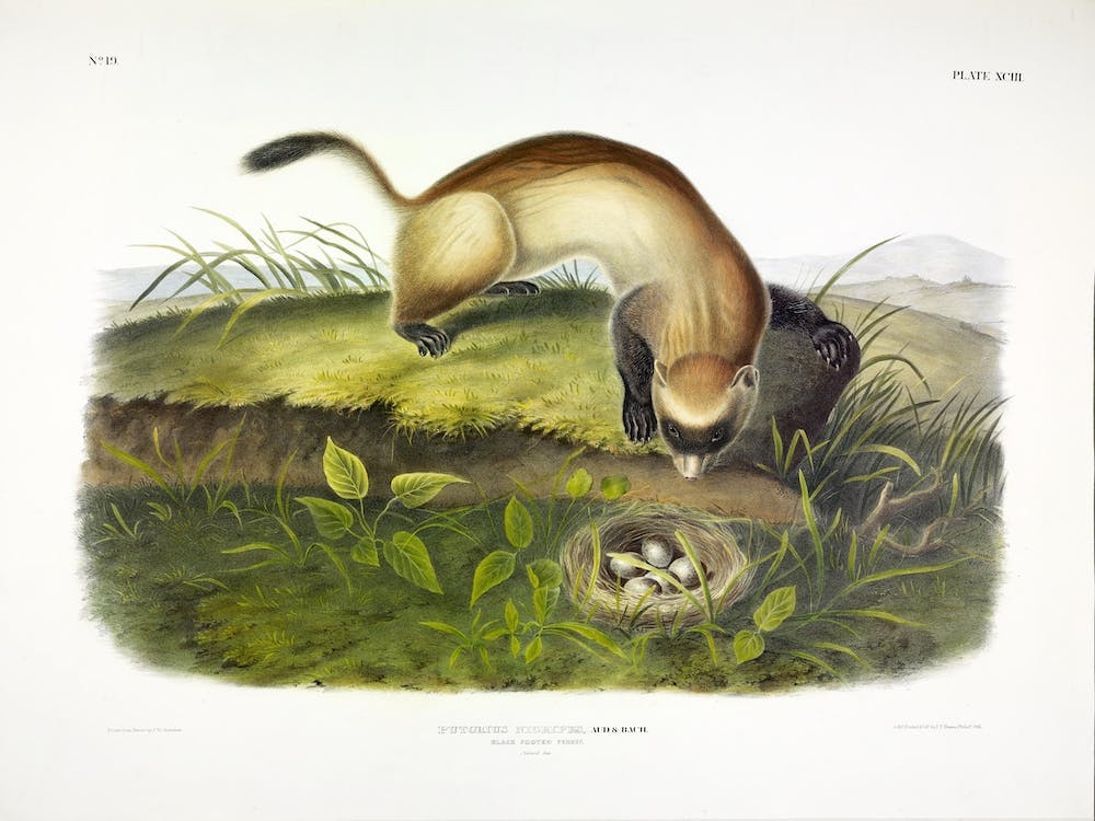 Black Footed Ferret, John James Audubon