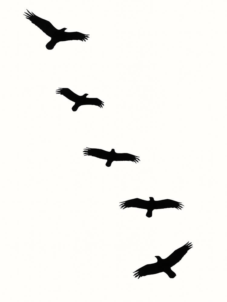 Five Birds Crows In Flight