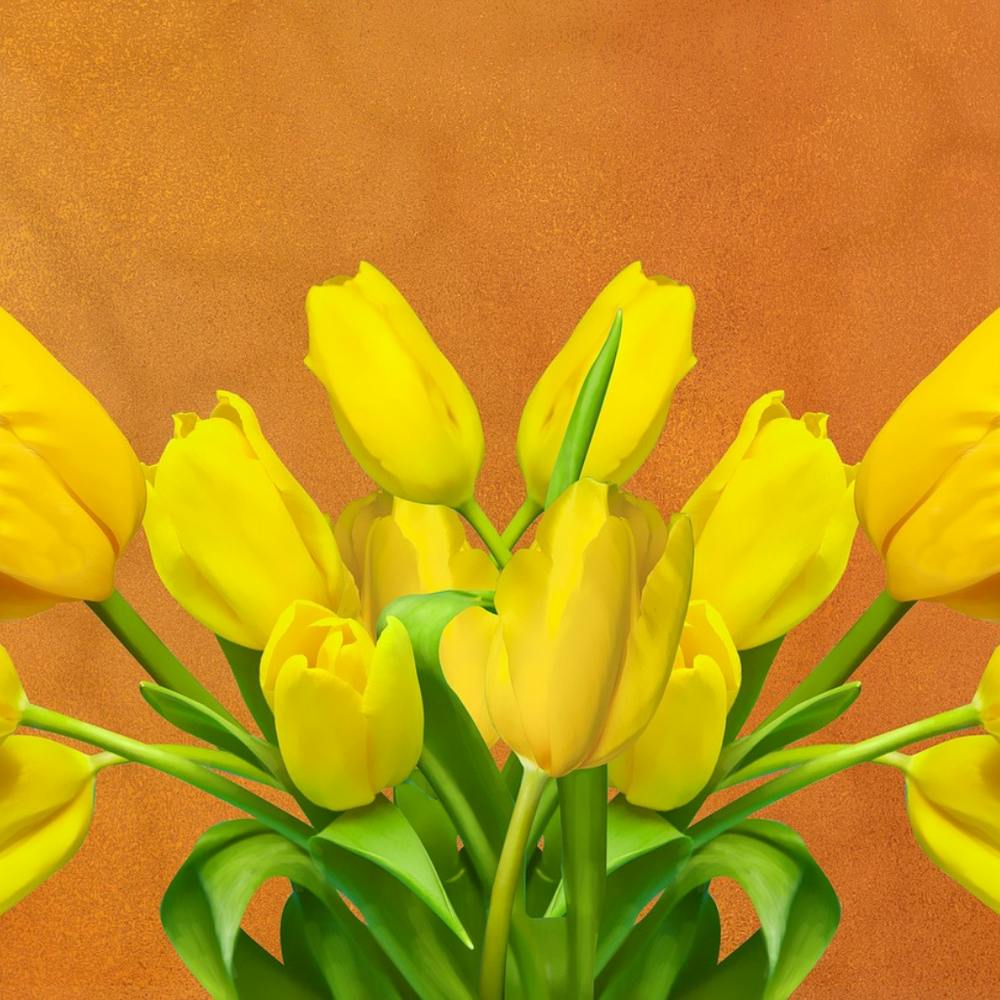 Yellow Tulips
