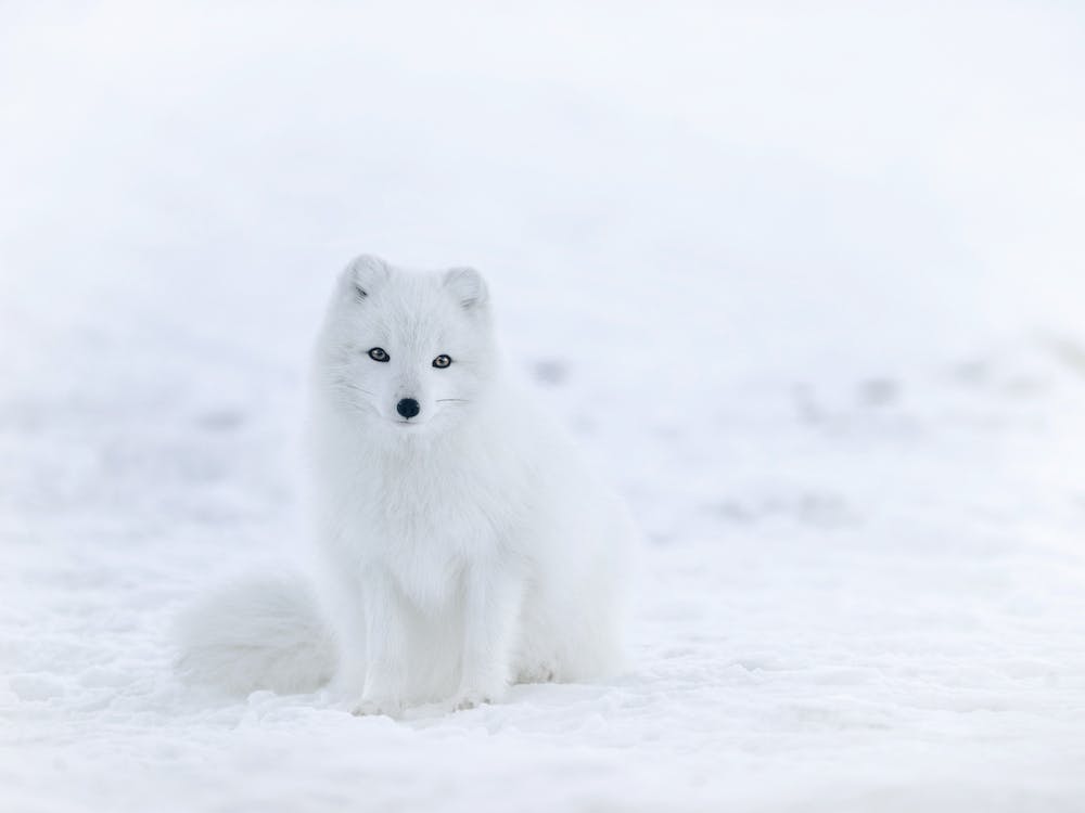 Arctic Fox