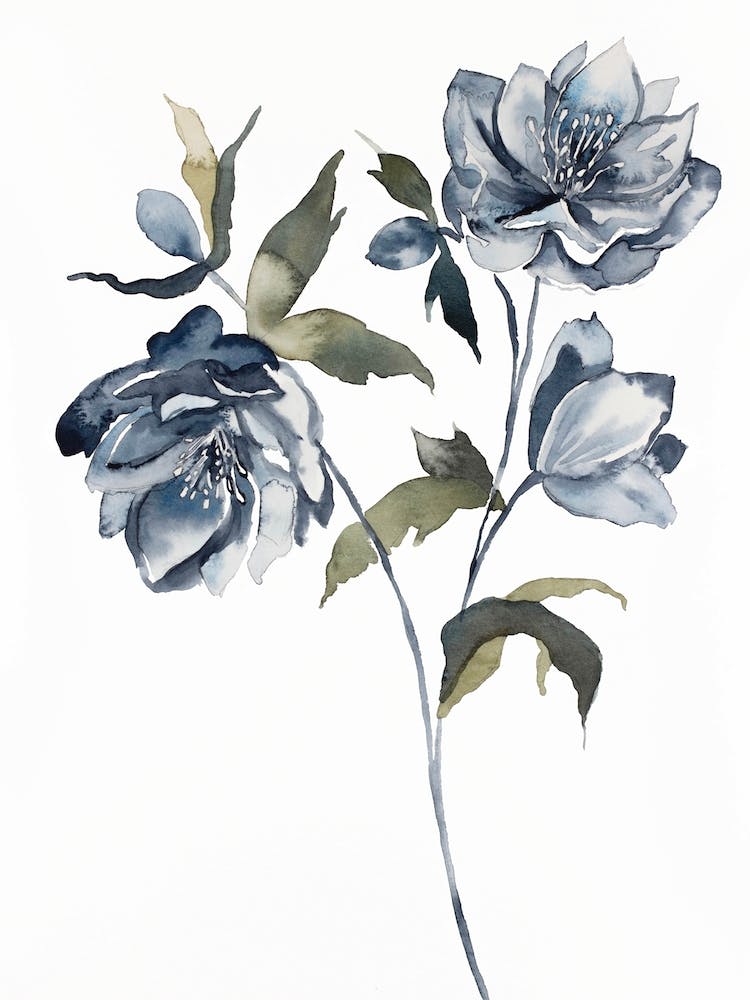 Hellebore 21