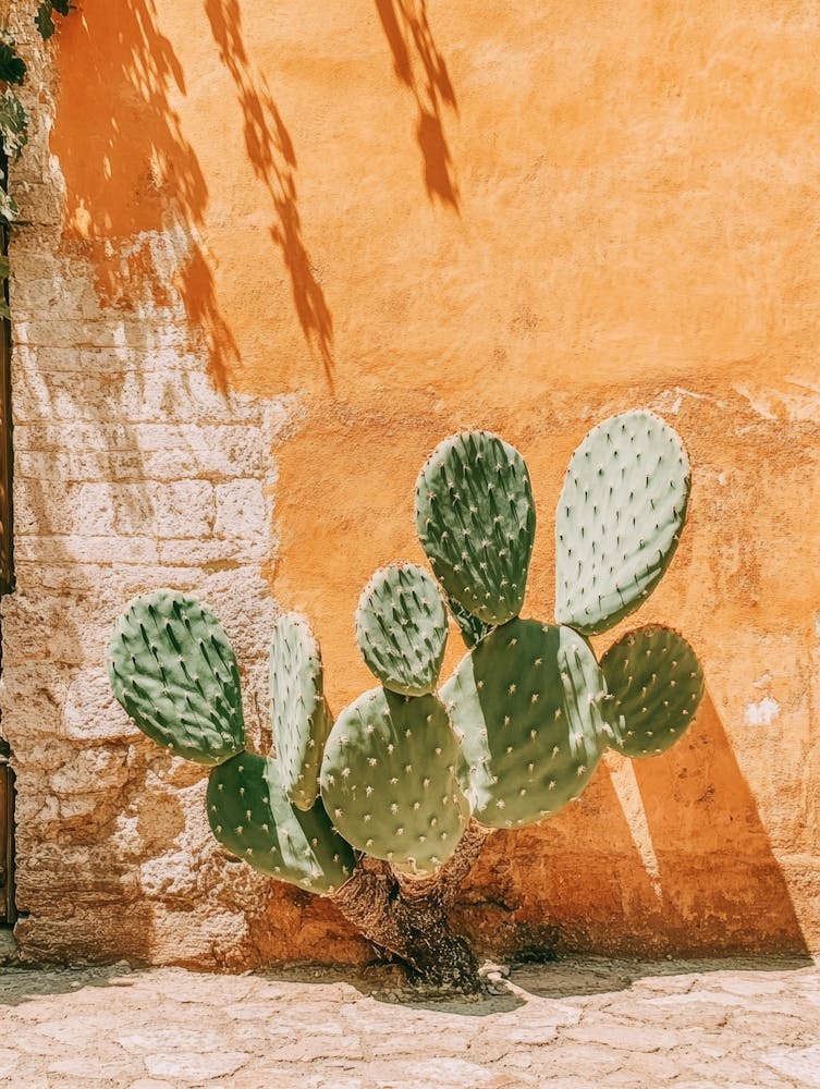 Cactus In Front Of A Wall