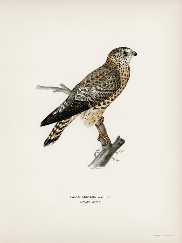 Merlin Female (Falco Aesalon), The Von Wright Brothers