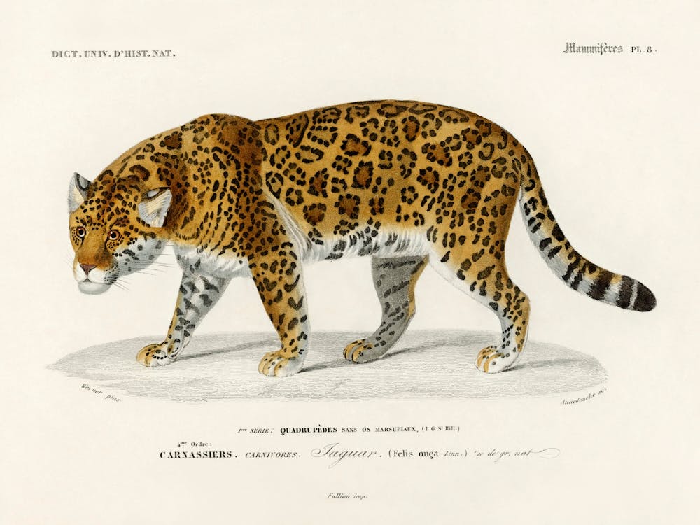 Jaguar (Panthera Onca), Charles Dessalines D'Orbigny