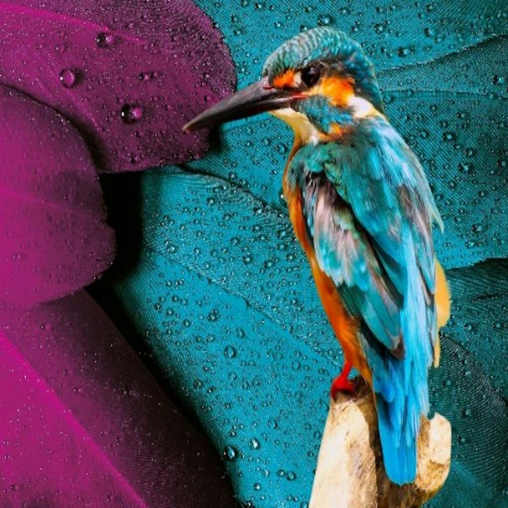 Kingfisher
