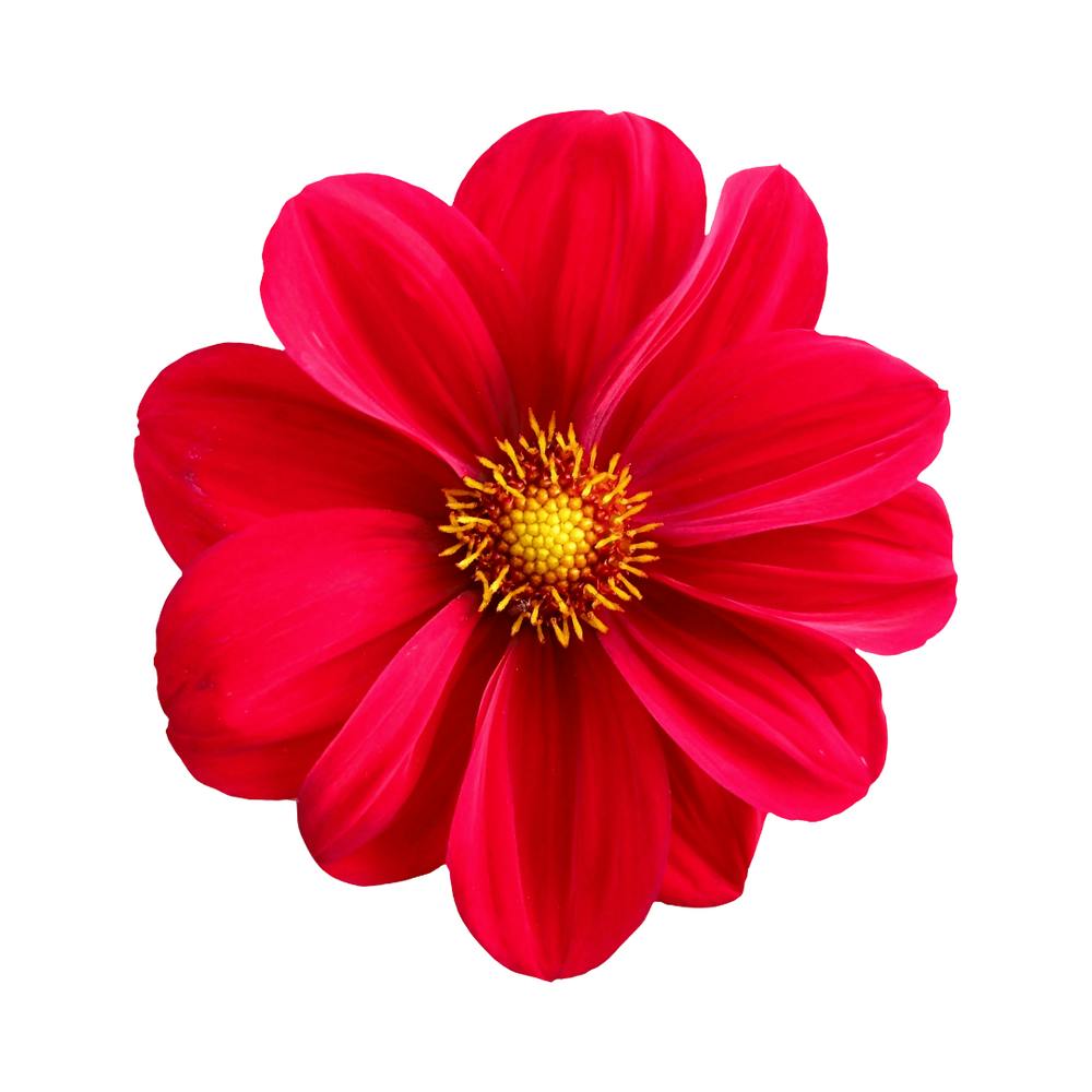Red flower design