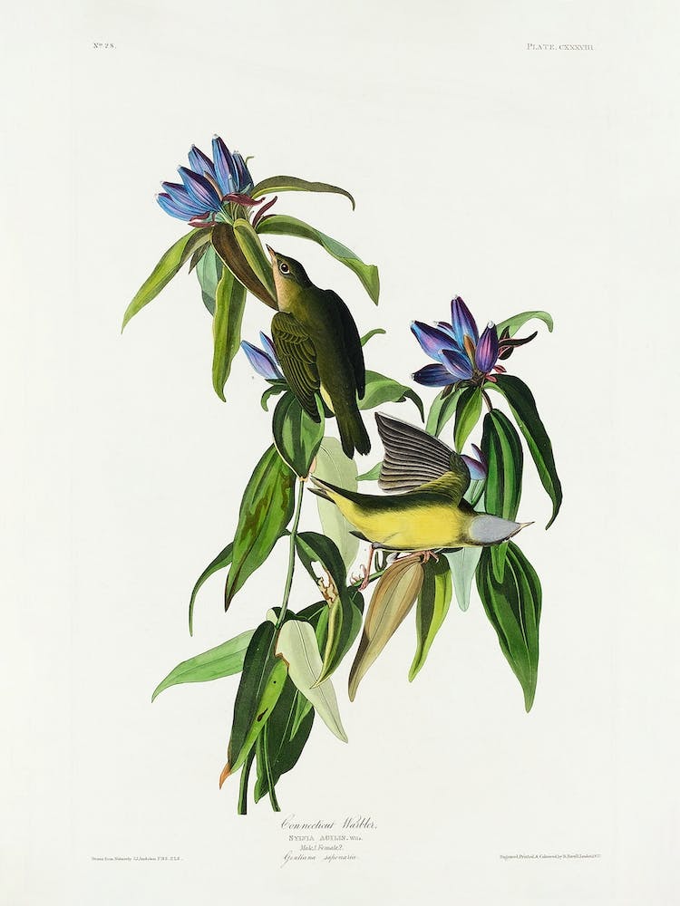 Connecticut Warbler, Birds Of America, John James Audubon