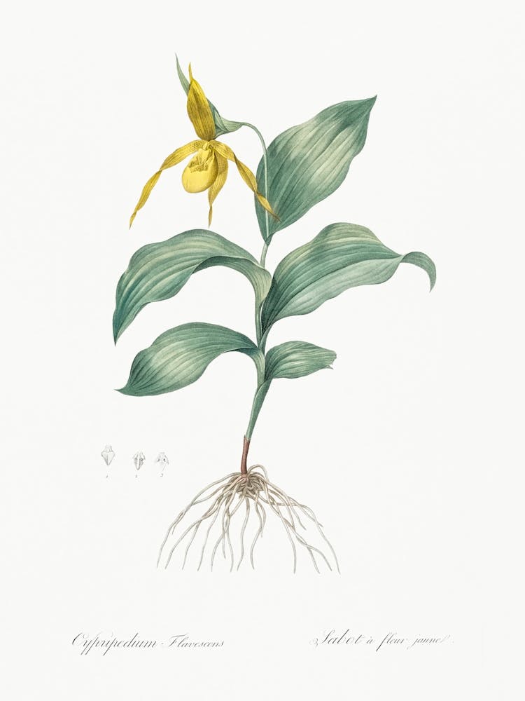 Yellow Lady S Slipper Orchid, Pierre Joseph Redoute