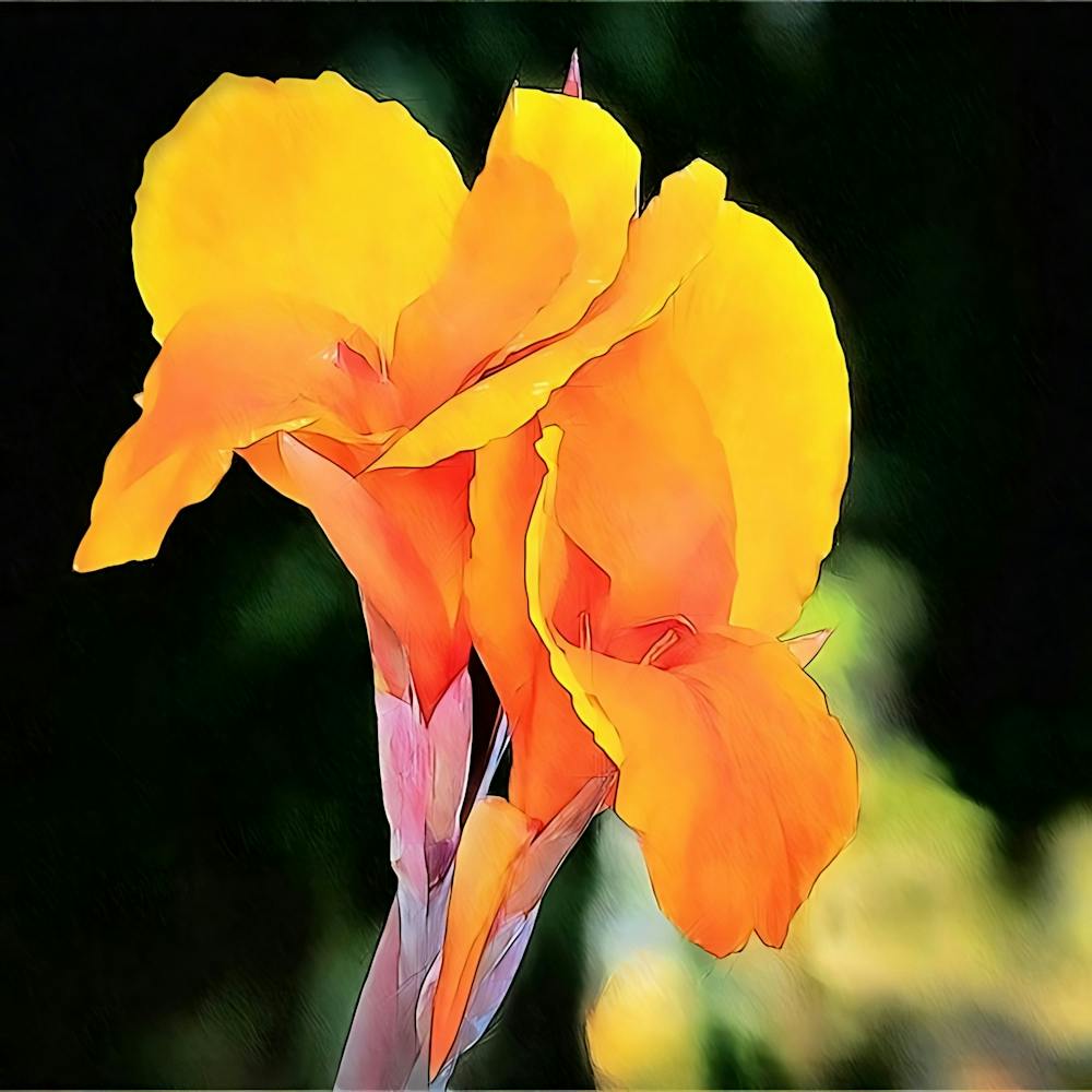 Orange Lilien