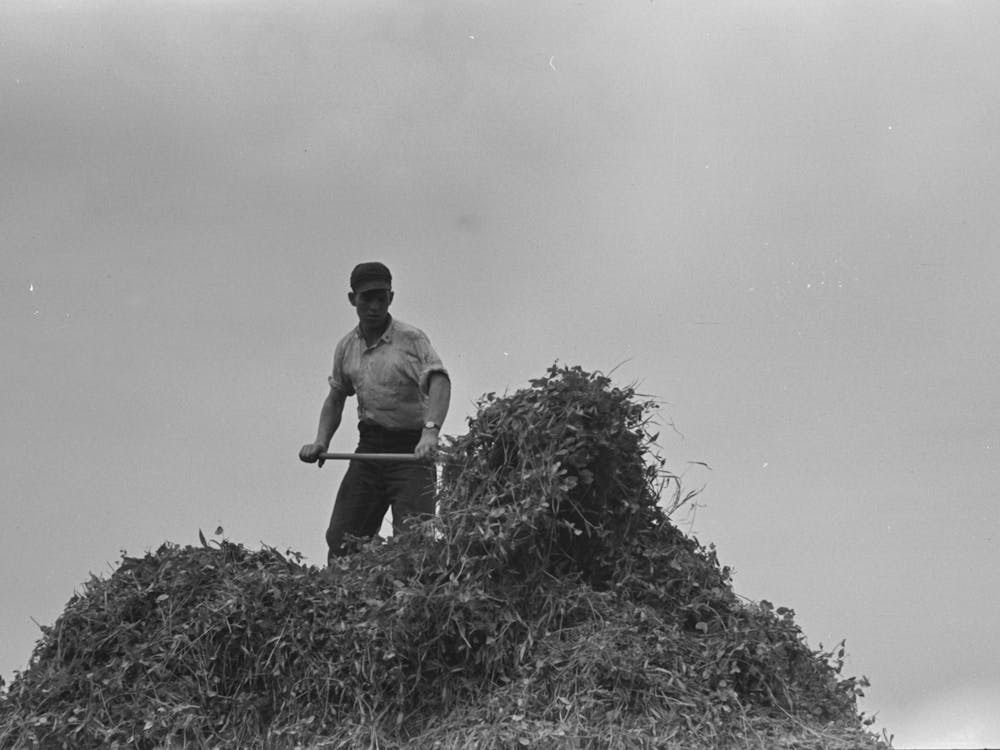 Farmer Pitching Pea Vines Atop Truck, On Farm Near Sun Prairie, Wisconsin By Russell Lee