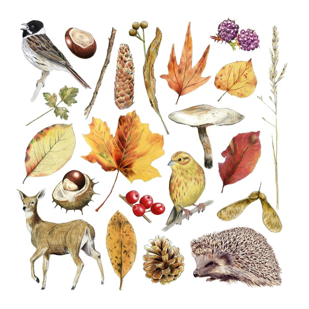 Autumn Nature Brown Square