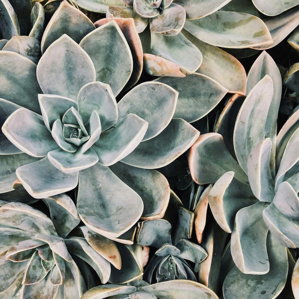 Plante Succulente Bleu Vert