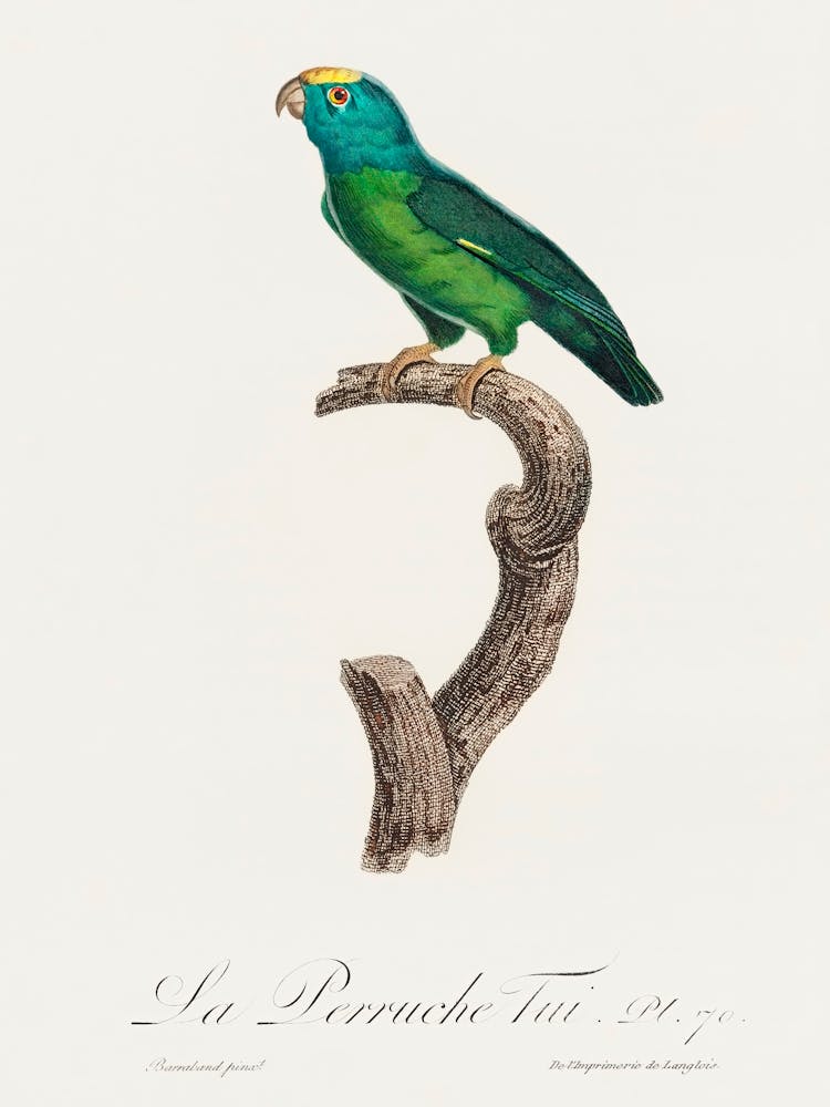 The Tui Parakeet From Natural History Of Parrots, Francois Levaillant
