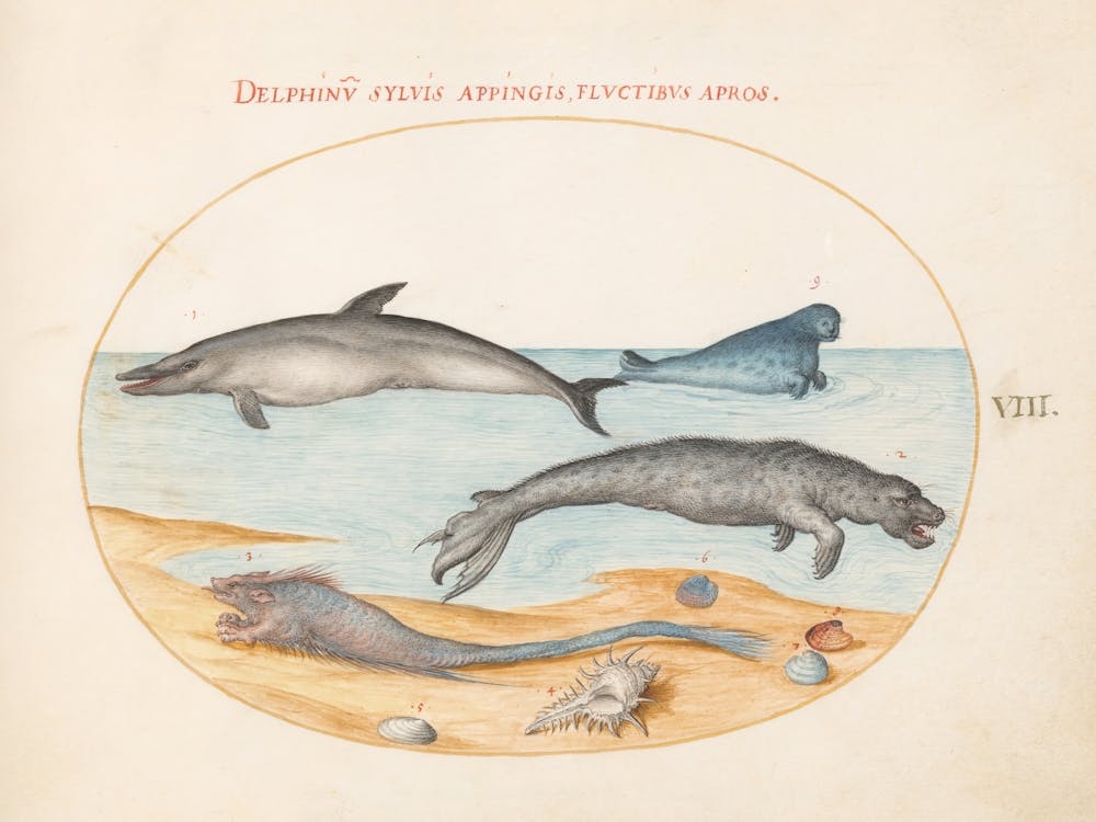 Animalia Aqvatilia et Cochiliata (c. 1575-1580), Joris Hoefnagel 4