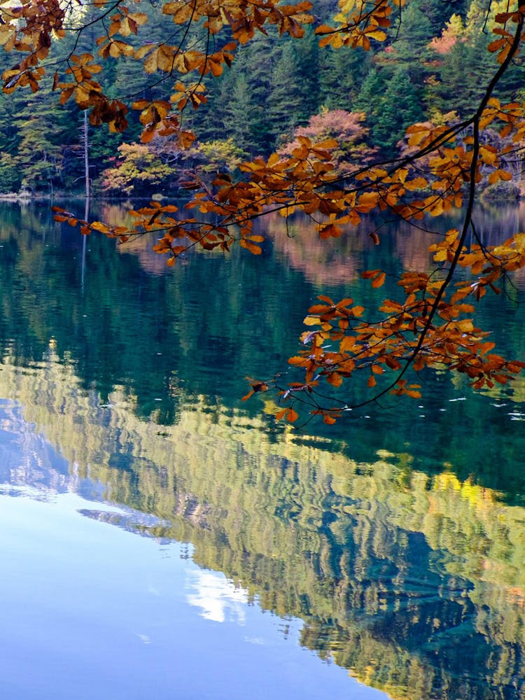 Autumn Leaves Reflected In A Lake