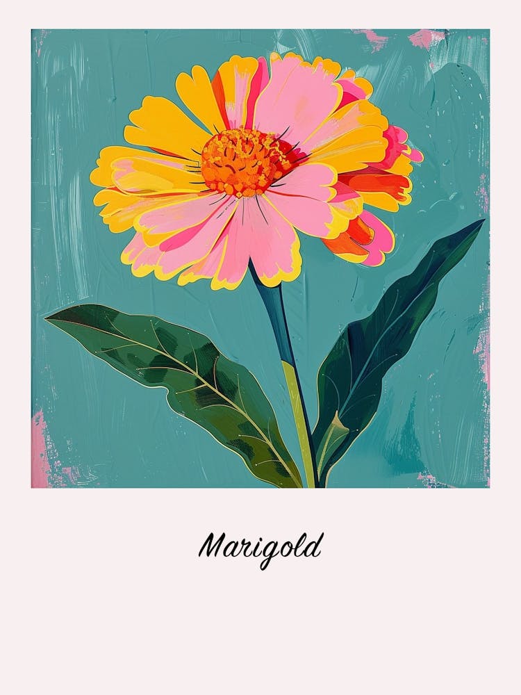 Marigold 1 Square Flower Illustration Poster