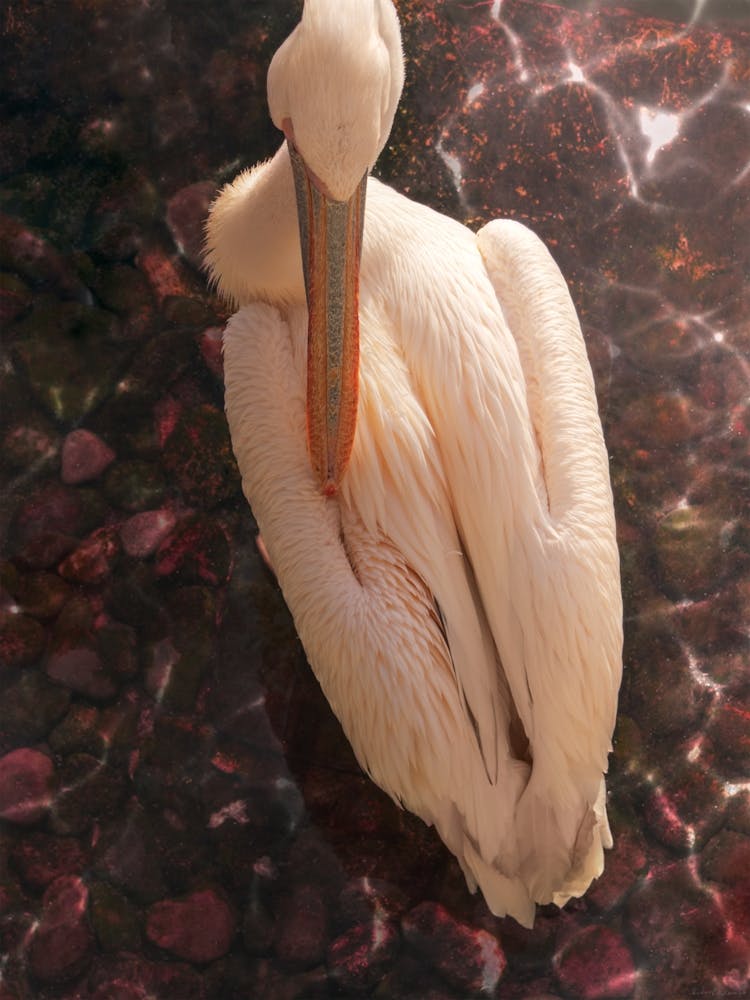 A Pink Pelican In Glowing Pink Water