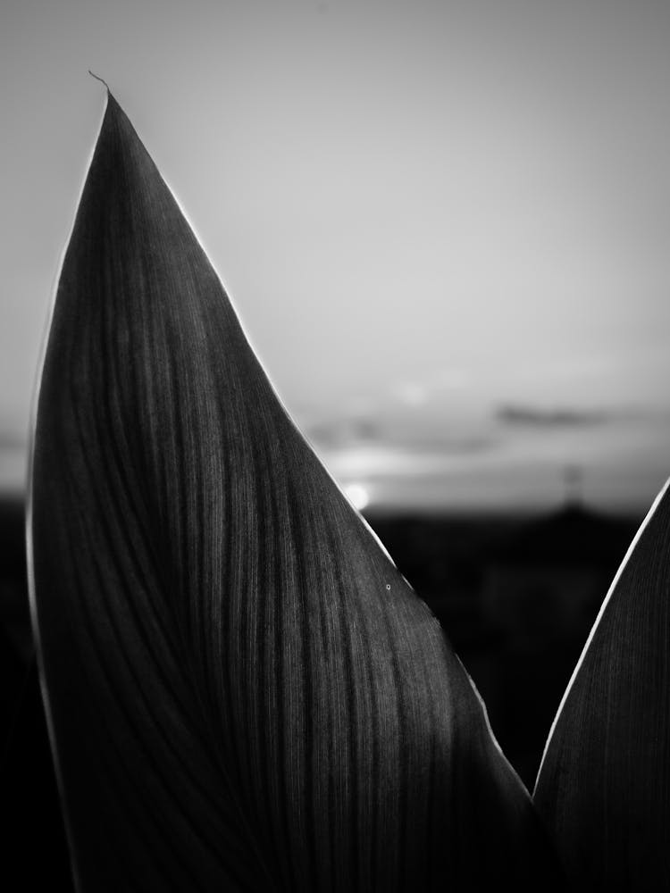 Black and white sunset, Granada, Spain