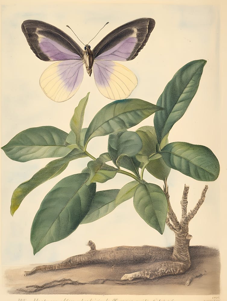 Papillon Sur Une Plante