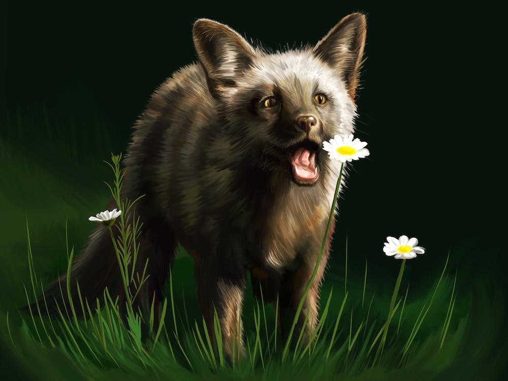 A little fox.