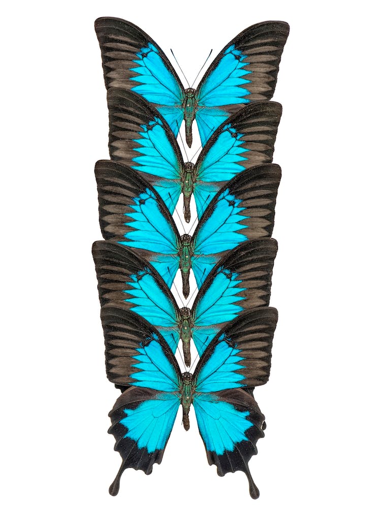 Row Of Blue And Black Butterflies