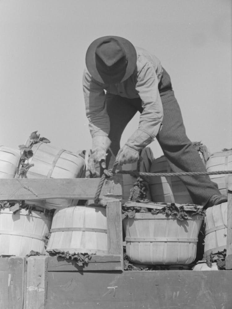 Tying A Rope Around Spinach Baskets To Keep Them From Falling Off Truck, La Pryor, Texas By Russell Lee