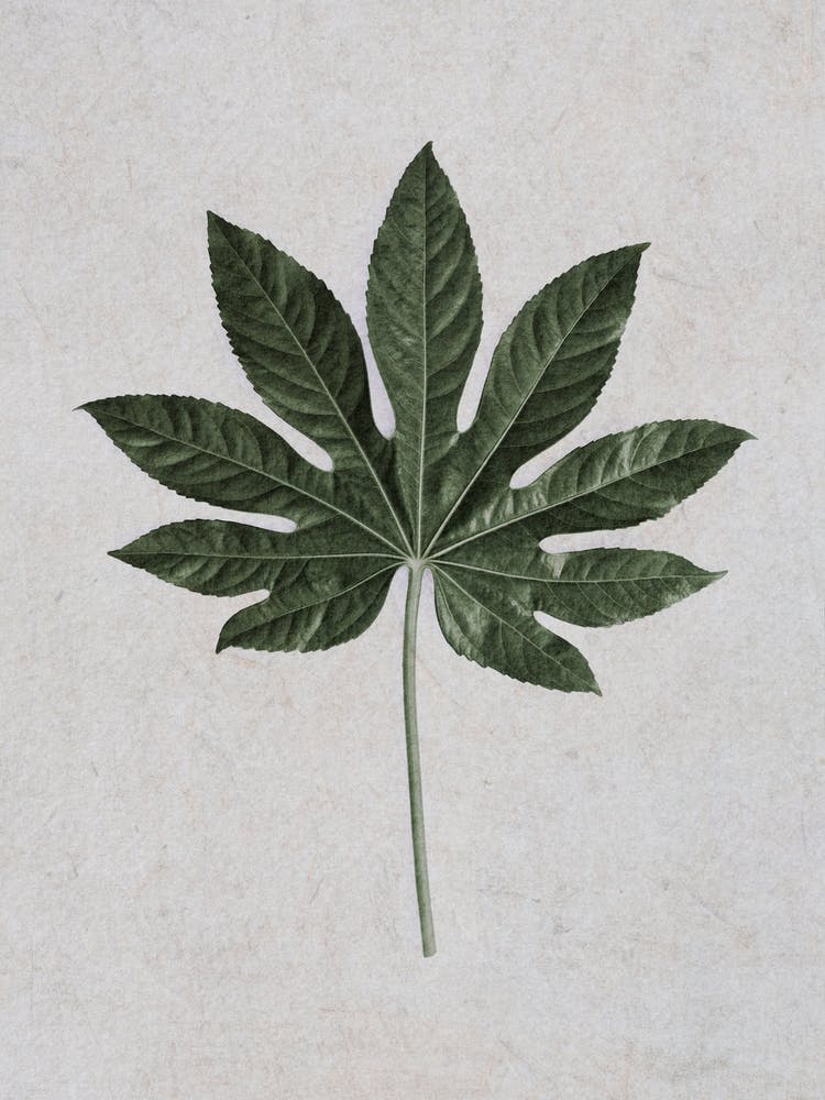Aralia Leaf