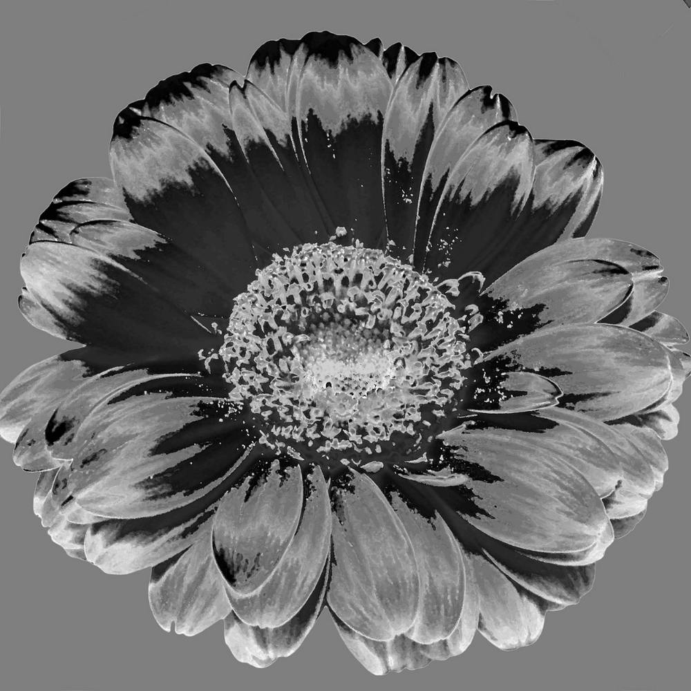 Black And White Flower 1