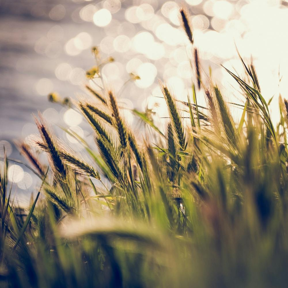 Green Grass under the Summer Light