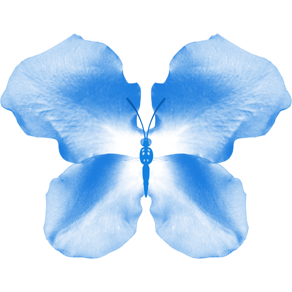 Blauer Rosenblüten-Schmetterling
