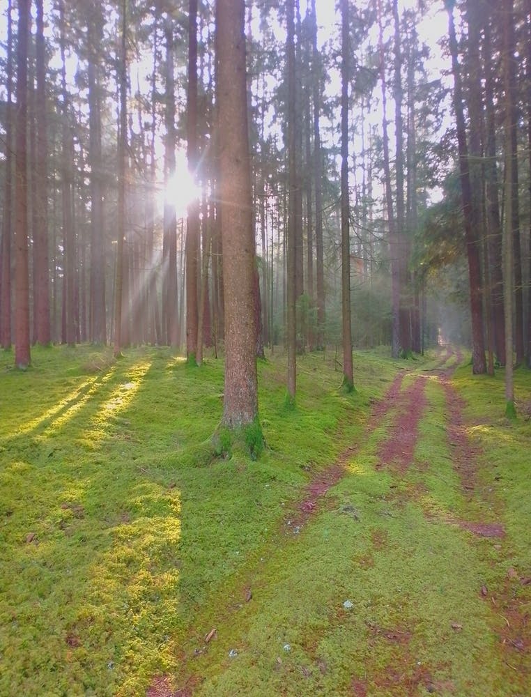 Sunrise lights with trees