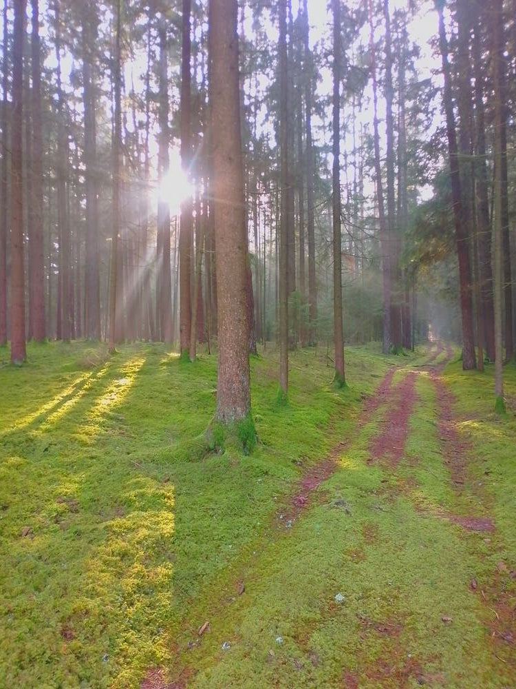 Sunrise lights with trees