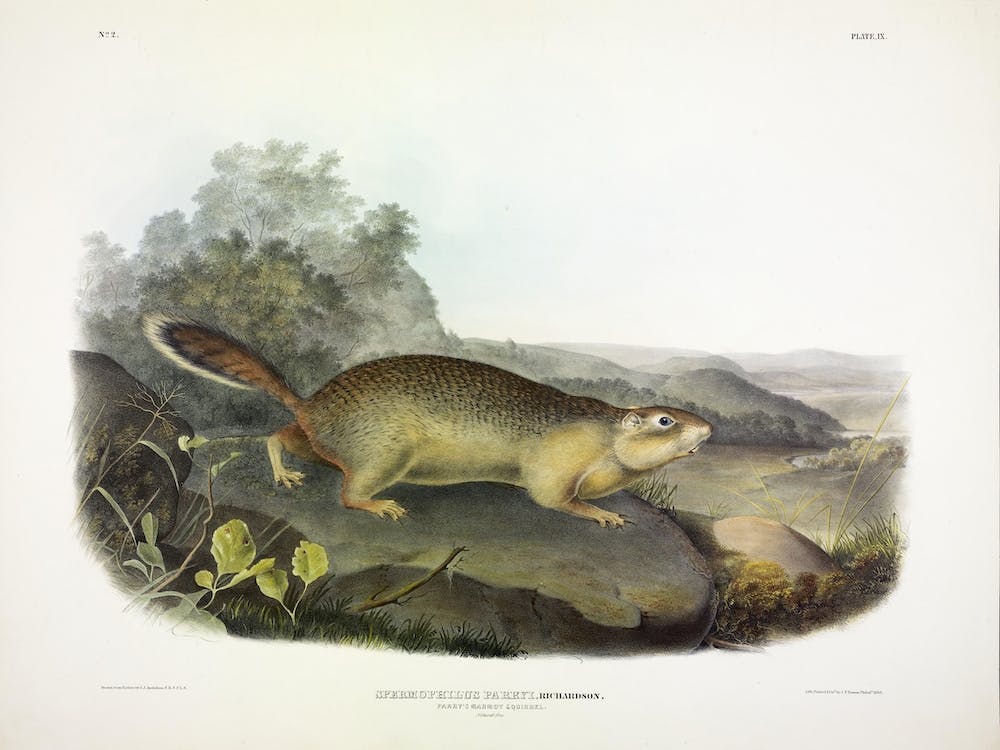 Parry'S Marmot Squirrel, John James Audubon