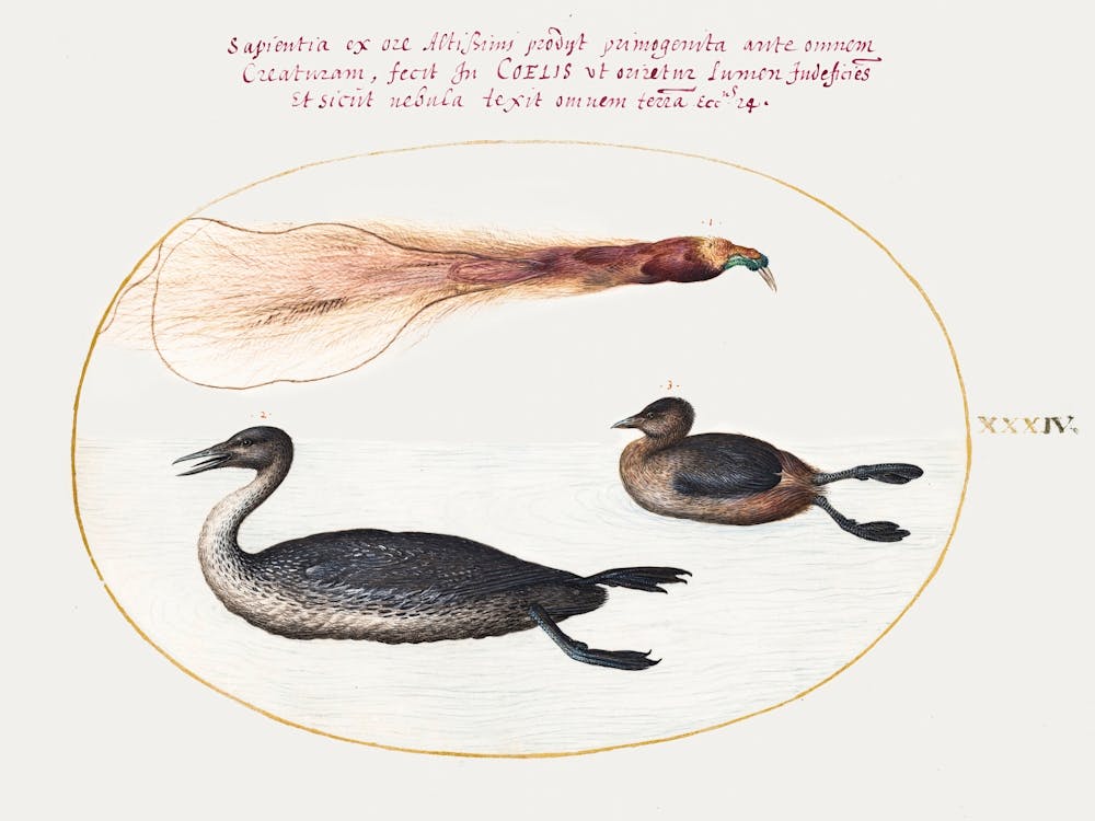 Bird Of Paradise With Mereganser And Grebe, Joris Hoefnagel